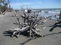 Bone Yard Beach Photo