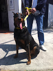 POLO macho de 4 años de edad es juguetón y cariñoso quieres adoptarlo es muy buen chico ¡¡!!