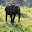 ELEFANT SRI LANKA