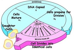 cell cycle cell cycle