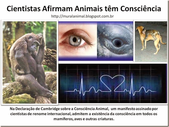 Cientistas Afirmam Animais têm Consciência