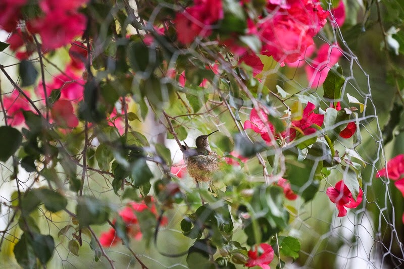 [hummingbird-3%255B2%255D.jpg]
