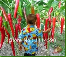 MENTIRA 16 Vegetables-capsicum-seeds-ten-Giant-Red-New-Spices-Spicy-Chili-Pepper-Seeds-Plants-Up-To-50cm.jpg_220x220