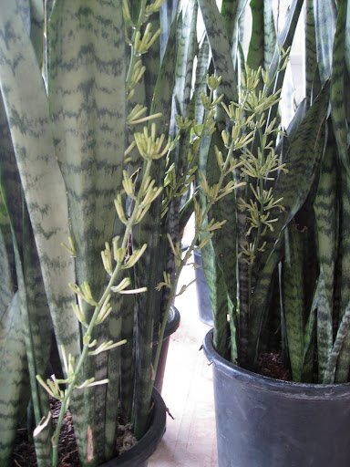 The plant is in the Ruscus family, Ruscaceae, along with dracaena, cast iron plant, ponytail palm, and even lily of the valley and Solomon's seal. It is an offshoot of the lily family and was formerly classified with it.