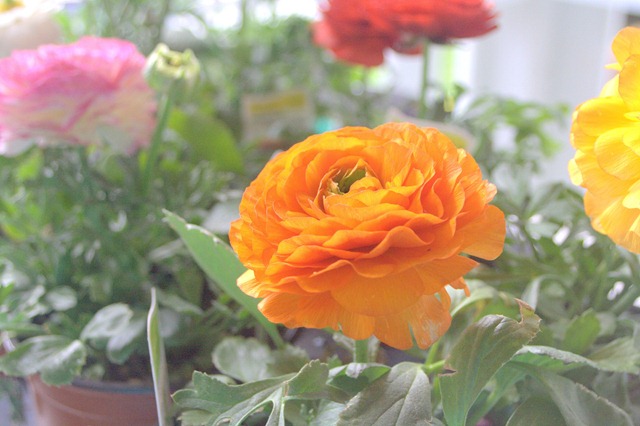 [tangerine%2520ranunculus%255B3%255D.jpg]