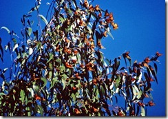 Monarch-Butterflies-on-euca