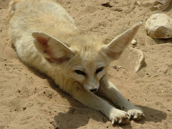 fotos animais raposa areia[3].jpg