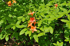 Orange you glad I took this picture :)