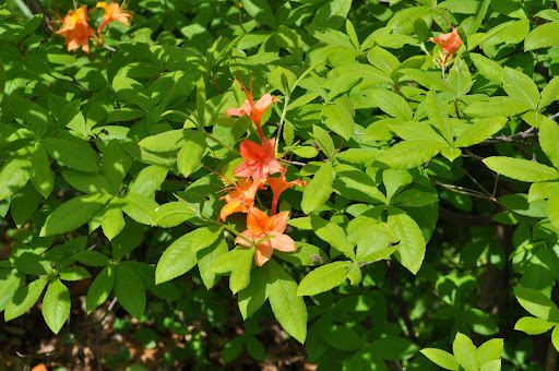 Orange you glad I took this picture :)