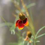 IMG_3243.JPG