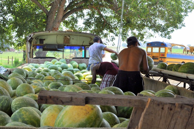 [watermelons%252011%25200705%2520%252857%2529%255B4%255D.jpg]