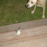 Sam likes Blue Crabs.