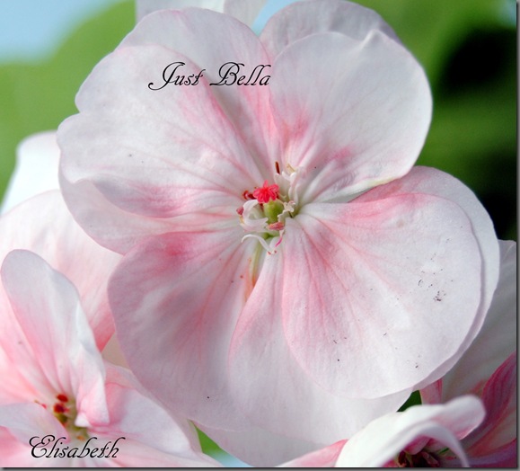 Pelargonium juli -11 048 Pelargonium juli -11 048