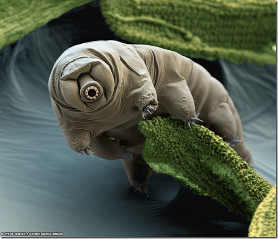 tardigrade_eyeofscience_960 tardigrade_eyeofscience_960