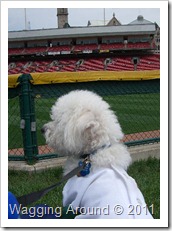 Bisons Dog Day 1 Bisons Dog Day 1