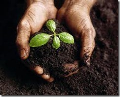 planta nascendo planta nascendo