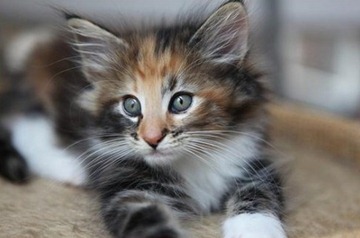kitten