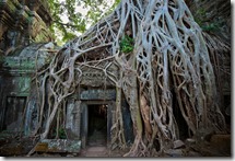 Ta Prohm Temple, Angkor, Cambodia