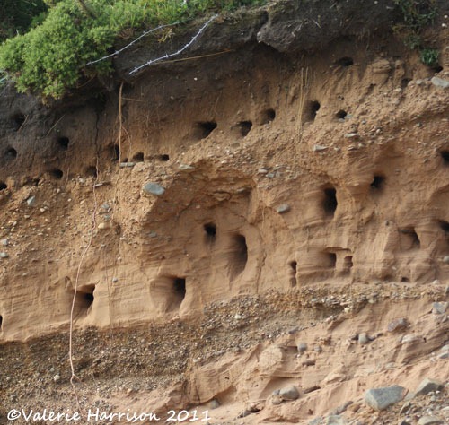 [10%2520ringing-sandmartin-bank%255B2%255D.jpg]