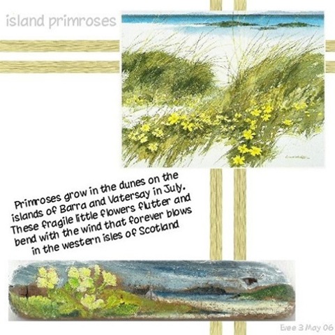 [0046_island_primroses3.jpg]