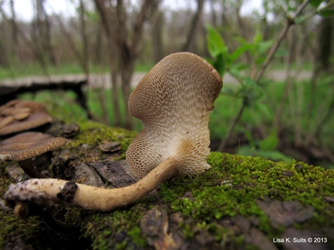 Polyporus arcularius stem and pore surface Polyporus arcularius stem and pore surface