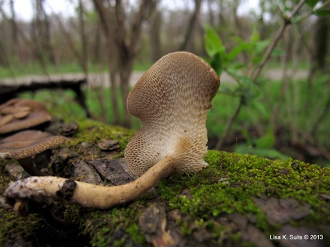 Polyporus arcularius stem and pore surface