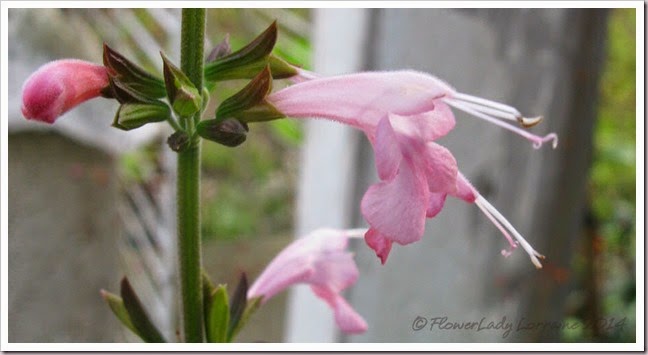04-16-salvia-coccinea2 04-16-salvia-coccinea2
