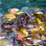 California Academy of Sciences