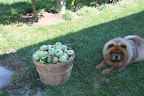 G.K. Goes Apple Picking