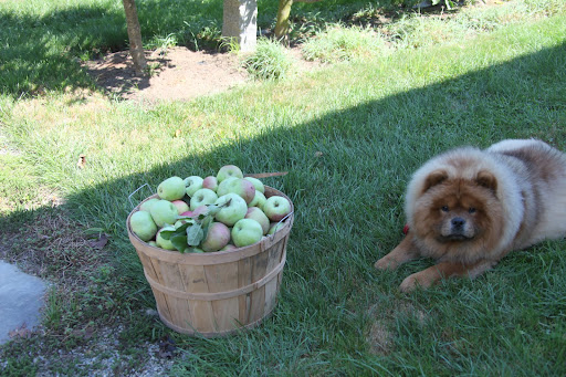 Uncle Carlos told me that Martha asked him to pick a bushel of apples and bring it to the TV show.