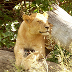 Löwe in der Serengeti © Foto: Ulrike Pârvu | Outback Africa Erlebnisreisen