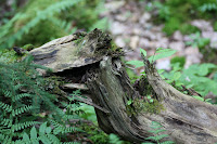 IMG_5081.JPG