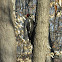 Pileated Woodpecker