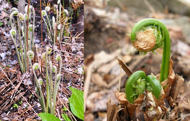 fiddle_heads fiddle_heads