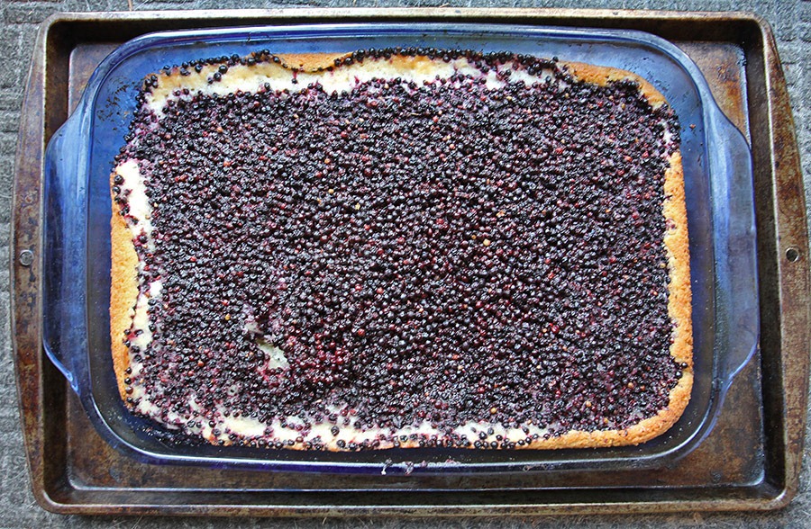 [110709_elderberry_buckle2.jpg]