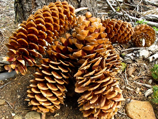 Tahoe Rim Trail Pinecones