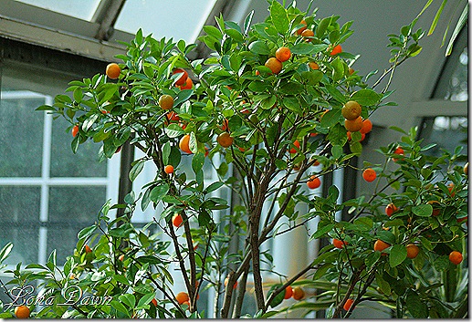 Orange_Tree_Dec2