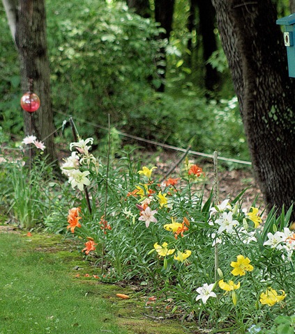 [Lilybed_June26%255B5%255D.jpg]
