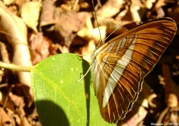 Lépidoptères de Pitangui au Minas Gerais - Adelpha cytherea aea (FELDER & FELDER, 1867). Pitangui (MG, Brésil), 17 août 2010. Photo : Nicodemos Rosa