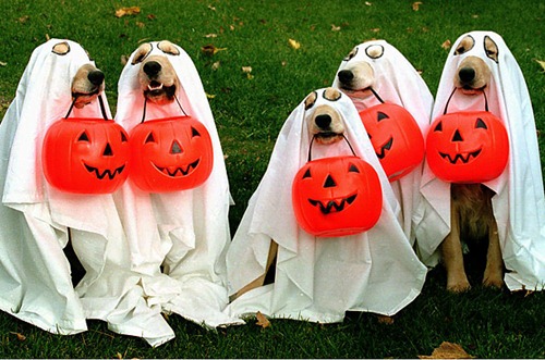 halloween_dog_costume_04