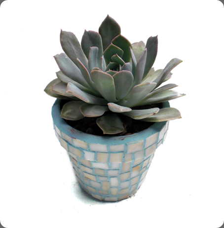 july-5-product-shots-035 southeast succulents dot com