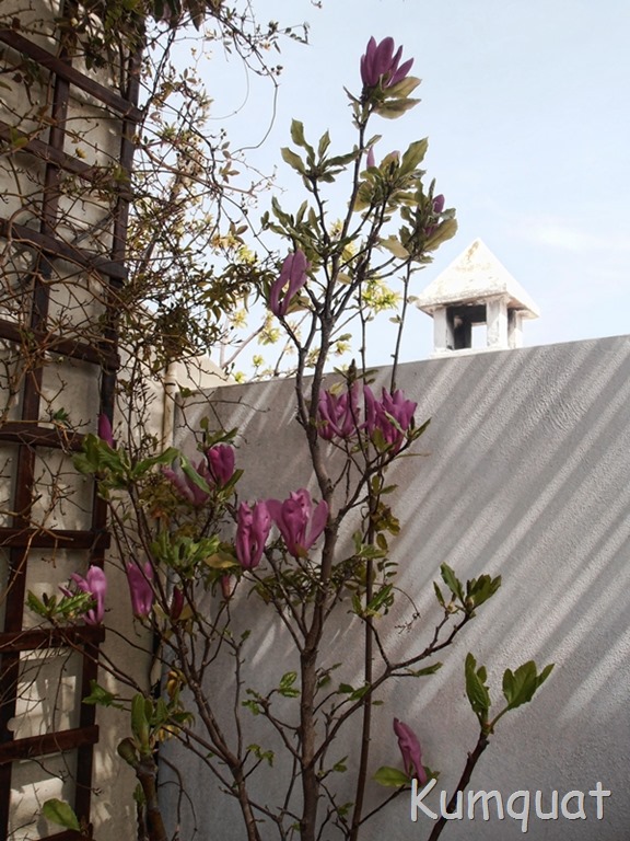 [magnolia%25204%255B2%255D.jpg]