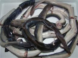anguilas