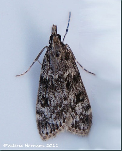 scops-3 scops-3