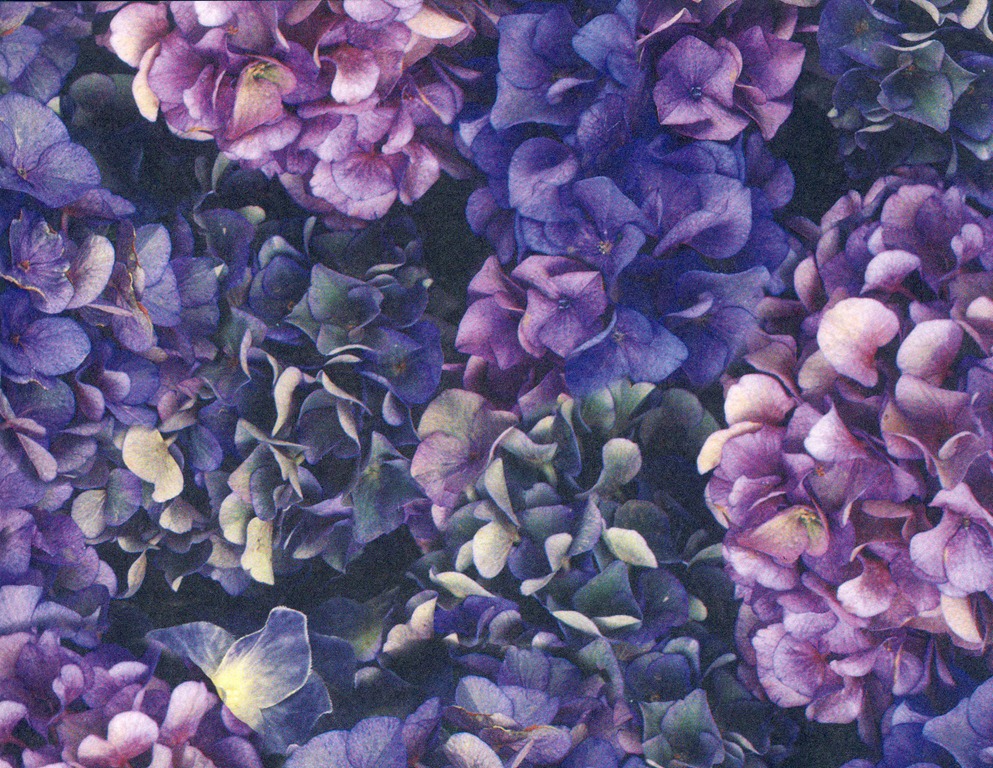 [FlowerBackground%255B4%255D.jpg]