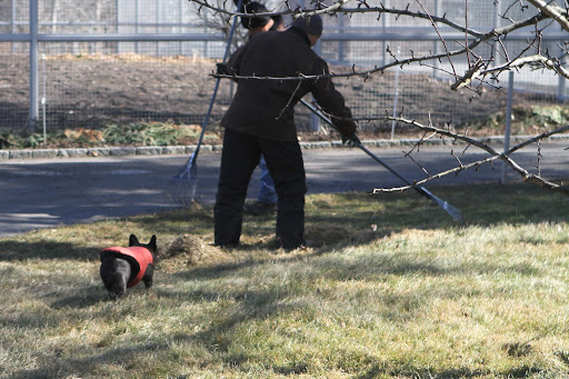 Oh, I see!  The guys are giving the lawn a rejuvenating spring raking.