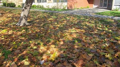 [autumn_maple_leaves%255B3%255D.jpg]