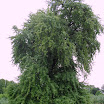 SDC11249.JPG