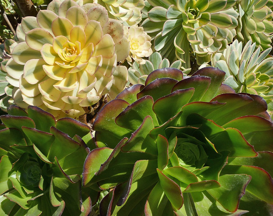 [111001_succulent_gardens_1013.jpg]