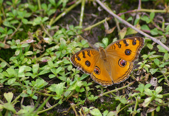Junonia almana LINNAEUS, 1758. Pulau Mantanani (Sabah, Malaisie) 28 juillet 2011. Photo : J.-M. Gayman